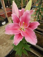 [4492 PO80 LUN 3350 No02.JPG]